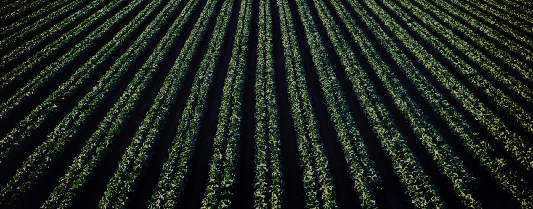 Food Forward veld